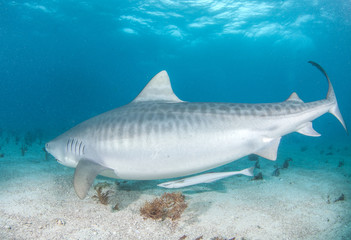 Naklejka premium Tiger shark