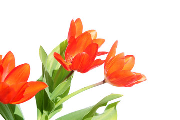 Orange tulip isolated on white background