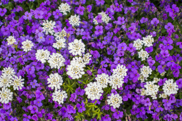 Purple and white flowers blossom on springtime texture, backgrou