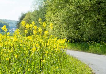 Yellow flower field of rapeseed