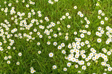meadow with Chamomiles as texture with space for text