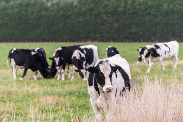 Cows grazing grass in a farm