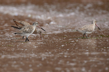 Bar-tailed Godwit, Limosa lapponica
