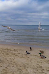 Vögel am Strand