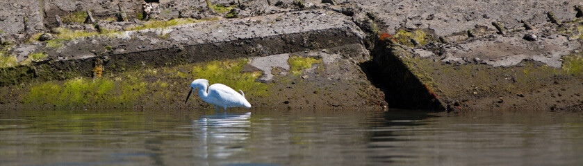 White Egret in the Alamitos Bay Channel in Long Beach California USA