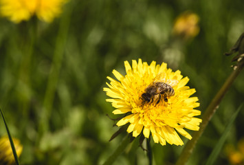 Bee on yellow blowball