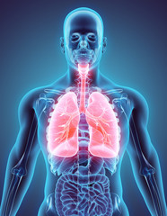 3D illustration of Lungs, medical concept.