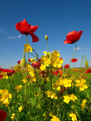Panele Szklane Podświetlane  żółte dzikie kwiaty i czerwony mak