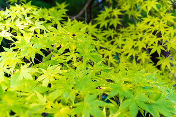 Autumn maple leaves background. Yellow foliage texture