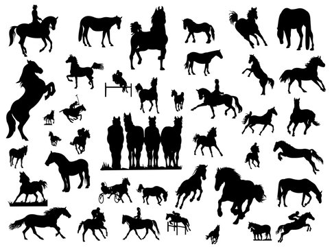 Pferde und Reitsport
