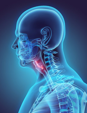 3D Illustration Of Epiglottis, Medical Concept.