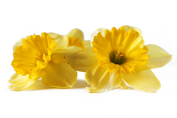 Two yellow narcissus isolated