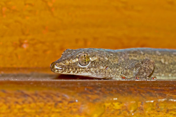 Asian House Gecko (Hemidactylus frenatus) Cooktown, Queensland, Australia