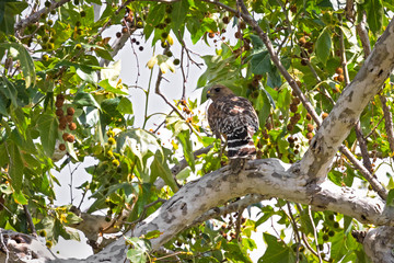 Hawk perched after the kill 