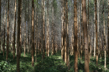 Obraz premium Eucalyptus plantation