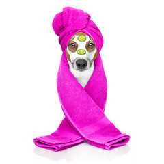 dog wellness spa center