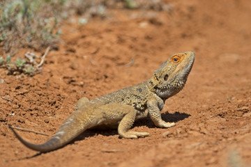 Central Bearded Dragon (Pogona vitticeps) Broken Hill, New South Wales, Australia