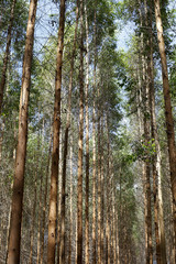 Obraz premium Eucalyptus plantation