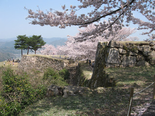 竹田城の桜