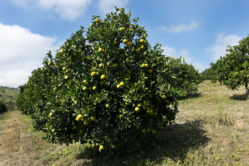Fototapeta na wymiar Orange orchard