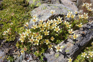 Alpine flower Saxifraga Bryoides, Aosta valley