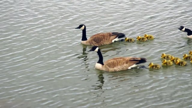 Two Geese families move along the Columbia River shoreline