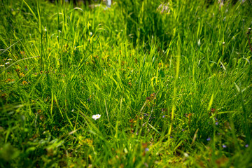 green meadow on a sunny day