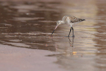 Bar-tailed Godwit, Limosa lapponica