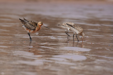 Bar-tailed Godwit, Limosa lapponica
