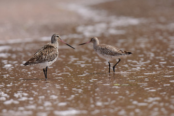 Bar-tailed Godwit, Limosa lapponica