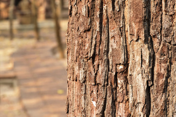 tree trunk close up, pathway background