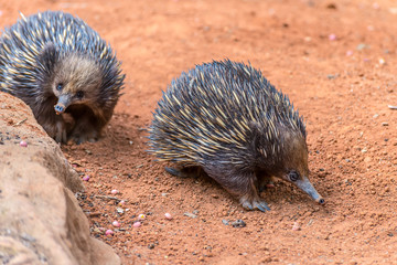 Short-beaked Echidnas