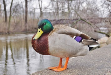 A male mallard duck with green head