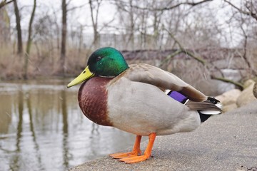 Obraz premium A male mallard duck with green head