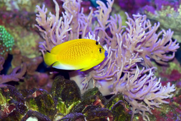 Flagfin or Black Spot Angelfish, Apolemichthys trimaculatus