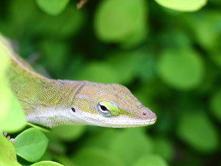 Colorful gecko looking at you.