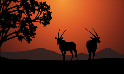 Silhouette of two antelope