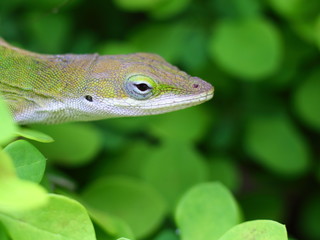 Geckos among the green bushes.