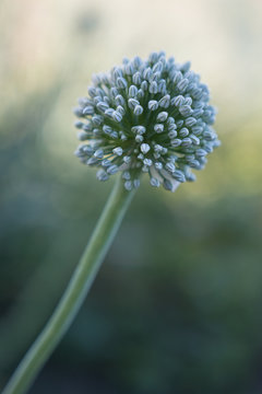 Abstract image of flower head of leek on blurry background