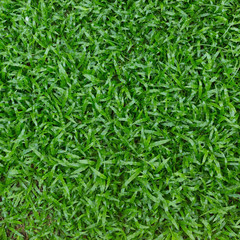 green grass turf