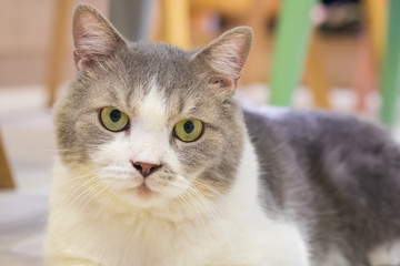 Portrait of cat on wooden floor background