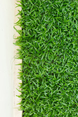 green grass turf