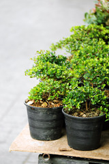 small japanese bonsai in plastic pot