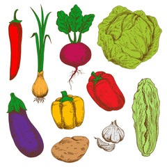 Fresh vegetables sketches for agriculture design