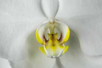 Orchid