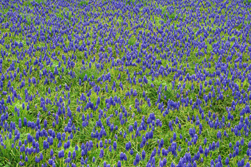 Spring field of blue  hyacinths