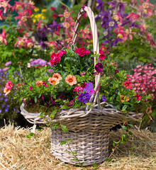 Fototapeta na wymiar Basket with beautiful early flowering plants.