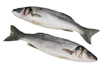 The fresh not cleared  Seabass fish