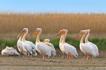 pelicans in the Danube Delta