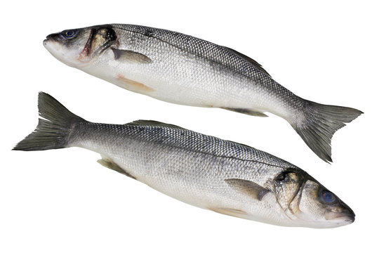 The fresh not cleared  Seabass fish